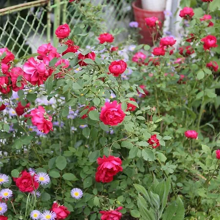 Venera Daire Velingrad